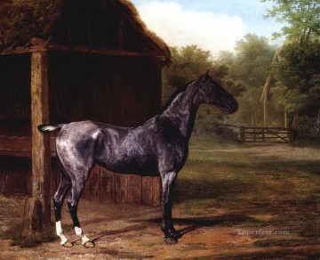 dw019fD11 動物の馬 Oil Paintings